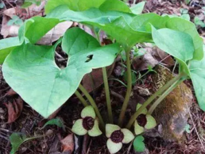 �����������Ĺ�Ч ��������������֤�׺������