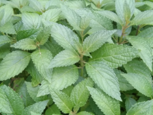 Ϫ�ƲݵĹ�Ч���� Ϫ�Ʋ���Ѫɢ̵�μ��Ը���