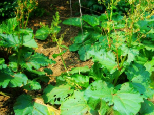 ����ޤ�Ĺ�Ч ����ޤ��Ƣ��ʳ����������