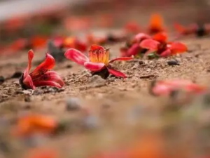 ϡ��ɢ�Ĺ�Ч ϡ��ɢ����ʵ����