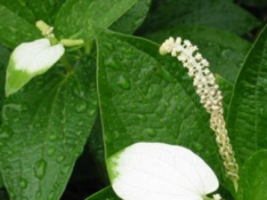 ���Ǹ�Ĺ�Ч ���Ǹ���С��̵�Ⱦ���