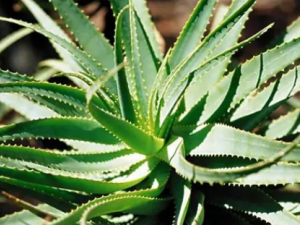 «����ʳ���ж� ��֪����