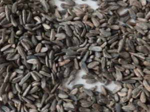 �麮��к���Ӧ�� ��ţ������ֹк��