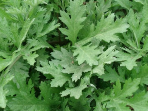 вҩԽԽ Щ㲻֪ĽһҪ