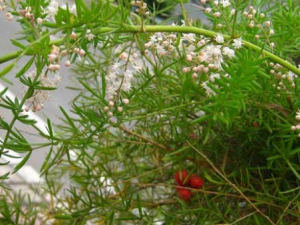 ���Ŷ������ݹ�Ч ���Ŷ�������פ�����