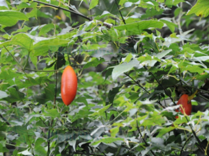 ����ɢ�Ĺ�Ч ����ɢ��ƫ��ͷʹ