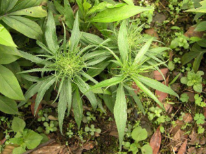 �°���Ĺ�Ч �°������ĸ�����