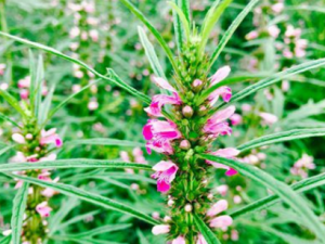 ��ĸ������Ƥ������ ��ĸ�ݻ�����Щ���ݹ�Ч