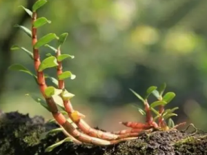 �˲����Ĺ�Ч �˲�������Ѫ���