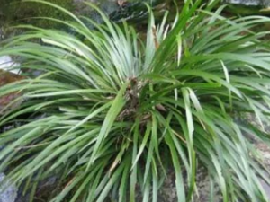 ����ɢ�Ĺ�Ч ����ɢ�峦ֹѪ��Ѫ������