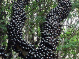 �����ѵ�Ӫ����ֵ �����ѿ�Ԥ�����ֽ���Ѫ֬