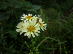 ɽ��ݤ�Ĺ�Ч ɽ��ݤ���Ʒ�ҩ�Է��ȿ���