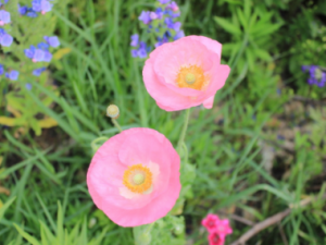 �������Ĺ�Ч ������ֹк��ʹ