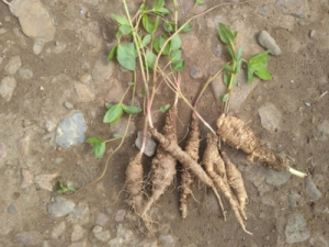 ɽ���ܲ��Ĺ�Ч ɽ���ܲ�����ʪ�ؽ�ʹ