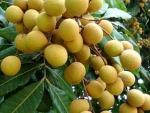 ����Թ�Բ���� ����Թ�Բ�˼�