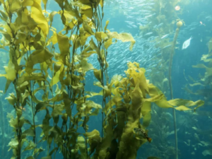 ��������Щ��Ч �����θߵ��̴�