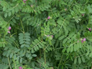 �󳲲˵Ĺ�Ч���� �󳲲����¾�����