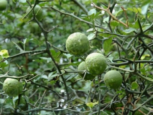 ����������Щ��Ч ����������������