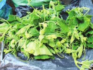 �Ϲ���Ĺ�Ч �Ϲ����θ�������