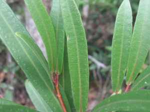 ��Ҷ�ŵĹ�Ч ��Ҷ������ʪ��ʹ