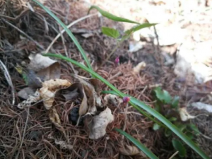 ������ͷ�Ĺ�Ч ������ͷ��������θ����ʹ