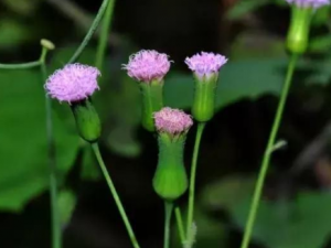 Ҷ�º�Ĺ�Ч Ҷ�º���ˮ���¾�����