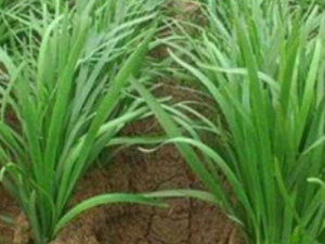 �²˵�ҩ�ù�Ч ʳ�þ²˿�׳���̾�