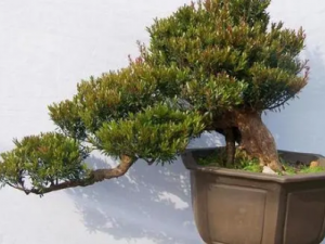 ��骵Ĺ�Ч ����θ���С������