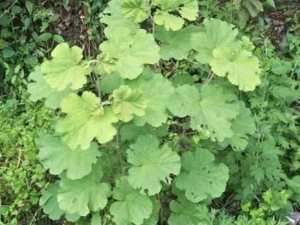 ��ݮ�Ĺ�Ч ��ݮ����������Ѫ