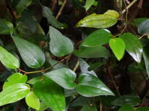 ��ʯ�ٵĹ�Ч ��ʯ������ʪ��ʹ