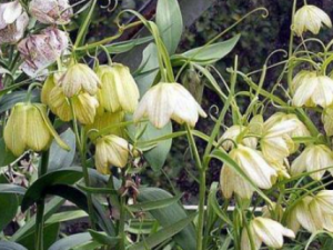 �ݱ�ĸ�Ĺ�Ч �ݱ�ĸ�����鰩