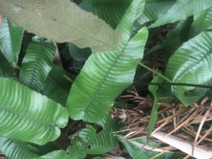 ��Ь��Ĺ�Ч ��Ь�����Ƚⶾ���ʺ���ʹ