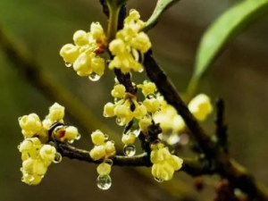 �ٳ���Ĺ�Ч �ٳ�����С��������Ŀ