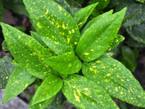 ����Ҷ�Ĺ�Ч ����Ҷ��ݡ����