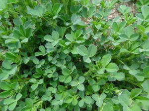 ����ޣ�Ĺ�Ч ����ޣ�ڷ��η�ҩ�Է��ȿ���