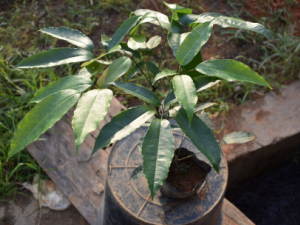 ��ľͨ�Ĺ�Ч ��ľͨ��ˮ�װ�����