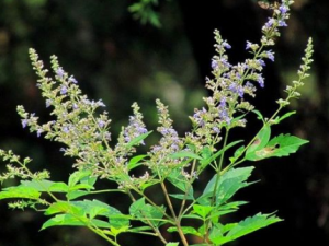 ҩ�̲�Ĺ�Ч ҩ�̲���ͨ����ϰ���Ա���