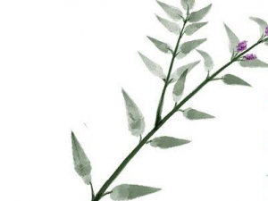 ���ɻ���ˮ�ȵĽ��� ���ɻ���ˮ������Щ�ô�