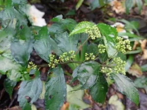 ���೵�Ĺ�Ч ���೵��Ŀ����ʹ