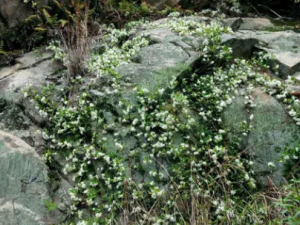 ����̦�Ĺ�Ч ����̦��ˮ������