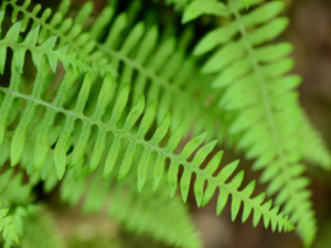 ������Ĺ�Ч �����������Ի����͸���