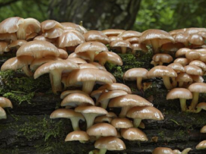 �ײ���Ĺ�Ч �ײ���ξÿȳ���