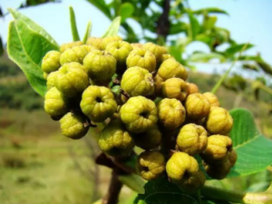 Ũ�Ӽ�Ĺ�Ч Ũ�Ӽ��λ�����Ѫ