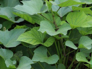 ����Ҷ��ʳ�ý��� ��Щ�˲���ʳ�ú���Ҷ