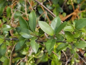 ����ٵĹ�Ч ���������Ӹ����