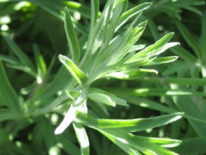 ��Ѫ��Ĺ�Ч ��Ѫ����������ҩ�Է���