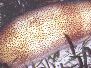 ����εĹ�Ч ����οɲ�����ˮ��