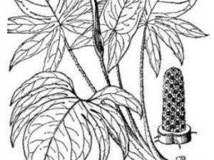 ���ȹõĹ�Ч ���ȹ��η�ʪ��ʹ