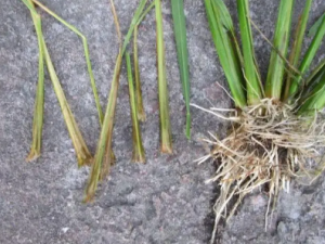 ҶīĹЧ ҶīҩԷȲ˽