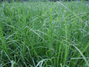 ��ݵĹ�Ч ������θ�ð����